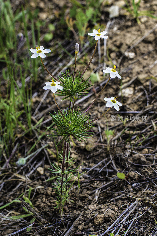 Leptosiphon parviflorus (syn. Linanthus parviflorus)是夹竹桃科的一种开花植物，俗称变莲花。Pepperwood保护区。